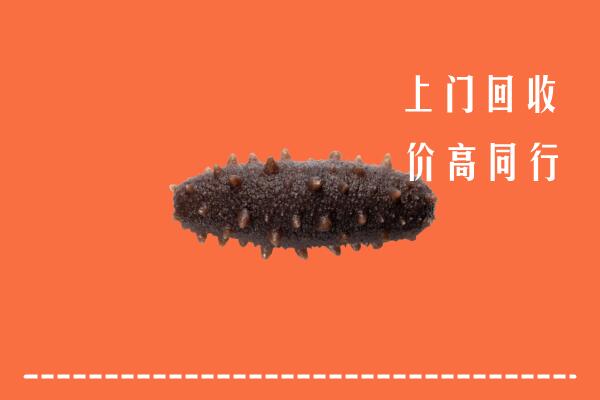 收购行情：富拉尔基区回收海参